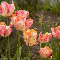 Buy canvas prints of 'Rainbow of Love: Springtime Tulip Splendour' by Holly Burgess