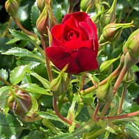 Buy canvas prints of Crimson Enchantment: Miniature Rose Brilliance by Holly Burgess