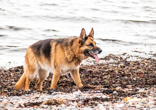 A German Shepard on sandy beach Picture Board by Holly Burgess
