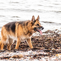Buy canvas prints of A German Shepard on sandy beach by Holly Burgess