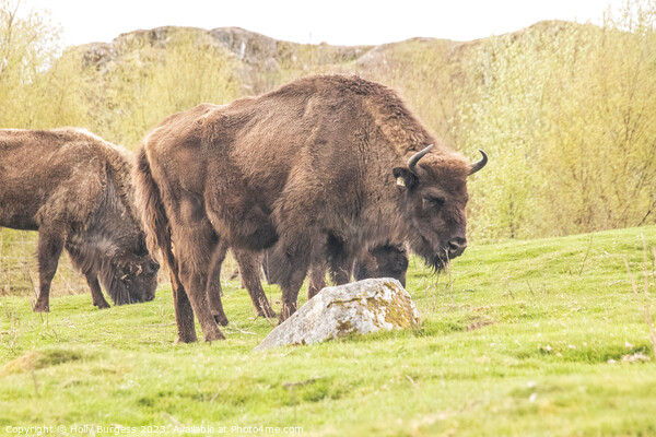 Revival of the Scottish Wilderness Bison Picture Board by Holly Burgess