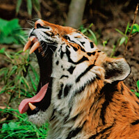 Buy canvas prints of Roaring Satsuma Tiger: Fearsome Wilderness Masterp by Holly Burgess