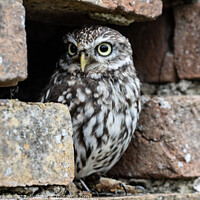 Buy canvas prints of Athena's Petite Guardian: The Little Owl by Holly Burgess