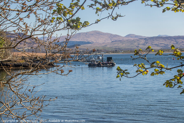 Dunstaffnage Marina's Serene Loch Setting Picture Board by Holly Burgess