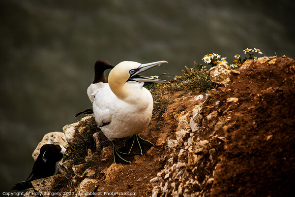 Gannet's Graceful Sojourn at Bempton Edge Picture Board by Holly Burgess