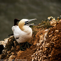 Buy canvas prints of Gannet's Graceful Sojourn at Bempton Edge by Holly Burgess