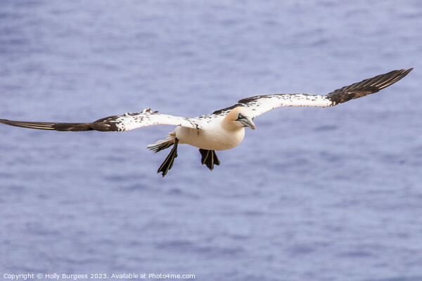 North Atlantic Gannet at Brampton Cliffs Picture Board by Holly Burgess