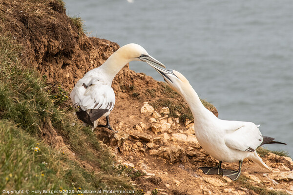 Northern Gannets' Cliff-top Sojourn in Yorkshire Picture Board by Holly Burgess