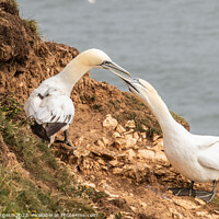 Buy canvas prints of Northern Gannets' Cliff-top Sojourn in Yorkshire by Holly Burgess