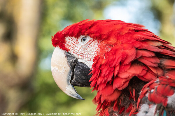 Vibrant Spectrum of the Scarlet Macaw Picture Board by Holly Burgess