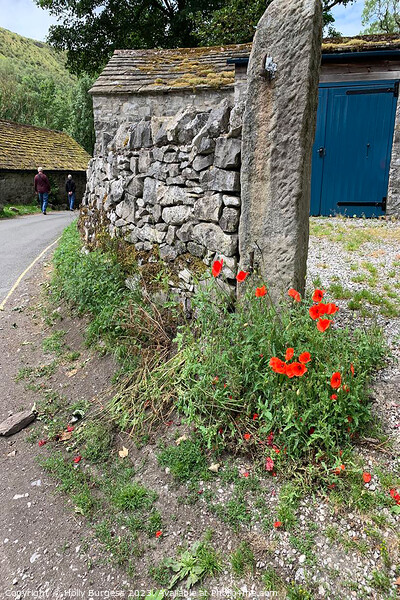 Derbyshire's Timeless StoneWall Adorned with Poppy Picture Board by Holly Burgess