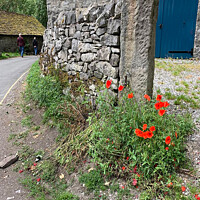 Buy canvas prints of Derbyshire's Timeless StoneWall Adorned with Poppy by Holly Burgess