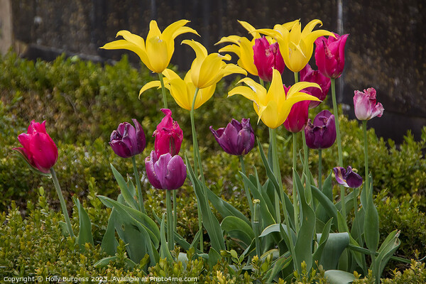 Spring's Symphony: Tulips in Technicolour Picture Board by Holly Burgess