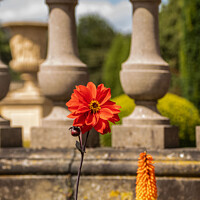 Buy canvas prints of Vibrant Blooms Against Vintage Arches by Holly Burgess