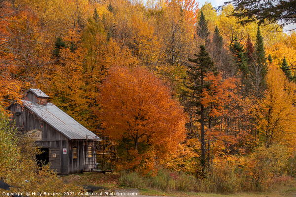 Autumn's Palette: Quebec's Vibrant Falls Picture Board by Holly Burgess