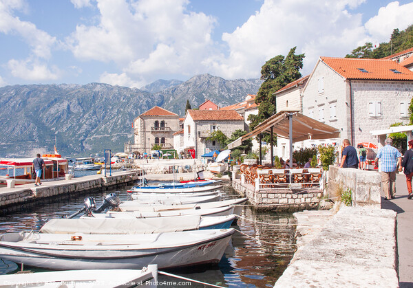 Habour with boats to hire to take you to the Lady on the rock Kotor Picture Board by Holly Burgess