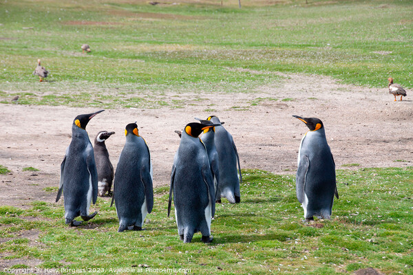 king Penguins Falklands wild life South America   Picture Board by Holly Burgess