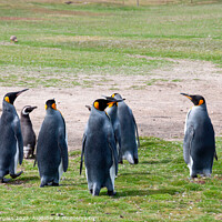 Buy canvas prints of king Penguins Falklands wild life South America   by Holly Burgess