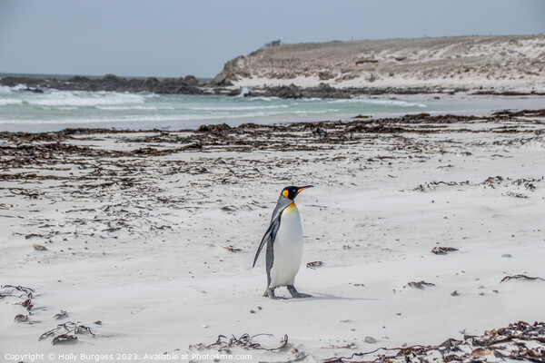 King penguins on Falklands beach  Picture Board by Holly Burgess