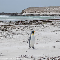 Buy canvas prints of King penguins on Falklands beach  by Holly Burgess