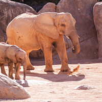 Buy canvas prints of Elephants and baby Bio Zoo Valencia  by Holly Burgess