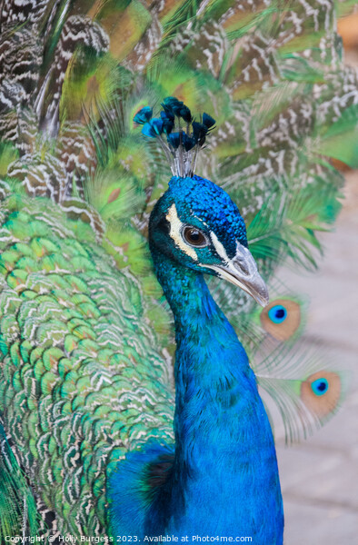 Male Peacock Blue feathers  Picture Board by Holly Burgess