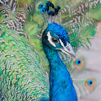 Buy canvas prints of Male Peacock Blue feathers  by Holly Burgess