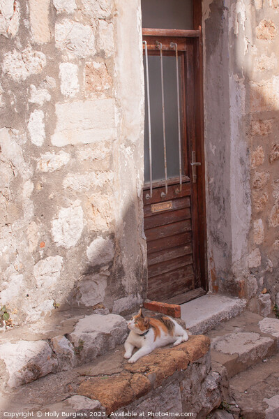 Cat sitting on the step in Dubrovnik Croatia  Picture Board by Holly Burgess