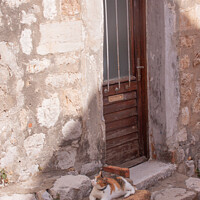 Buy canvas prints of Cat sitting on the step in Dubrovnik Croatia  by Holly Burgess