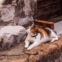 Buy canvas prints of Tr colour Pet cat siting waiting for a cricket climbing the wall by Holly Burgess