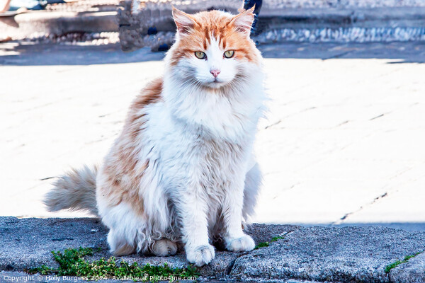 Ginger and white persion cat found in Rhodes  Picture Board by Holly Burgess