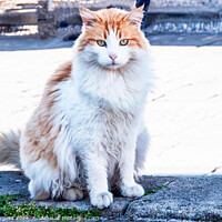 Buy canvas prints of Ginger and white persion cat found in Rhodes  by Holly Burgess
