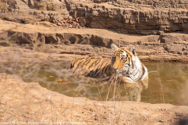 Royal Bengal Tiger in Ranthambore National Park India  Picture Board by Holly Burgess