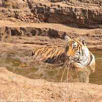 Buy canvas prints of Royal Bengal Tiger in Ranthambore National Park India  by Holly Burgess