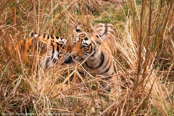 bengal tiger and cub in the Natioanl reserve India  Picture Board by Holly Burgess