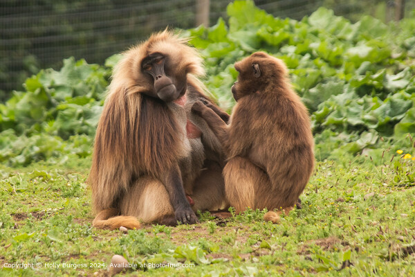 Gelada Baboon South Africa Picture Board by Holly Burgess