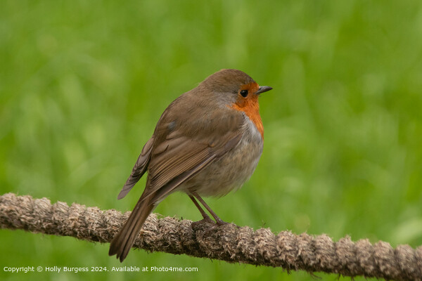 European Robin Perched in Grass Picture Board by Holly Burgess