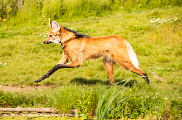 Maned Wolf Running through the grass Picture Board by Holly Burgess