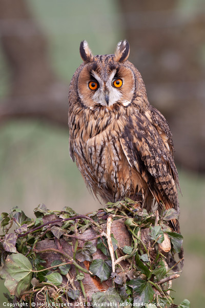 Long Eared Owl  Picture Board by Holly Burgess