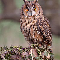 Buy canvas prints of Long Eared Owl  by Holly Burgess