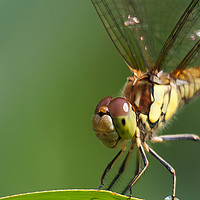 Buy canvas prints of Emerald Dragonfly: A British Rarity by Holly Burgess