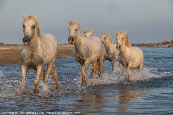 White Horse of Camargue  Picture Board by Holly Burgess