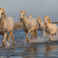 Buy canvas prints of White Horse of Camargue  by Holly Burgess
