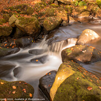 Buy canvas prints of Padley Gorge by Holly Burgess