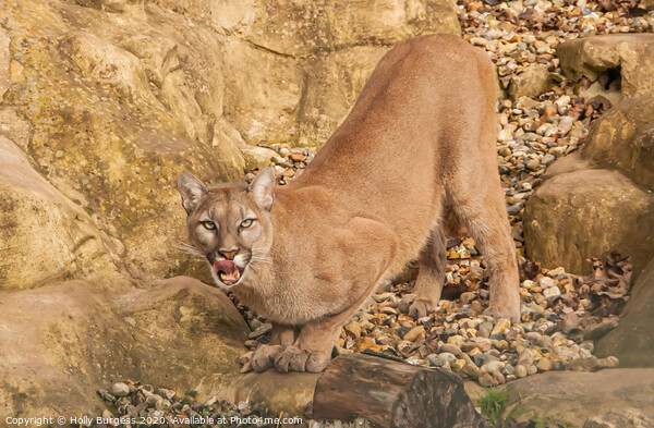 Puma Wild Cat Picture Board by Holly Burgess