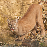 Buy canvas prints of Puma Wild Cat by Holly Burgess