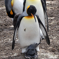 Buy canvas prints of Gento Penguin And Chick by Holly Burgess