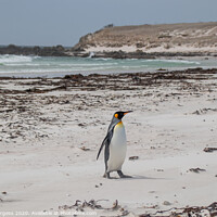 Buy canvas prints of Gypsy Cove's Penguin Parade Falkland by Holly Burgess