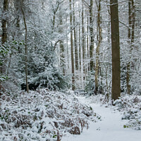 Buy canvas prints of Winter in the Forest  by Holly Burgess