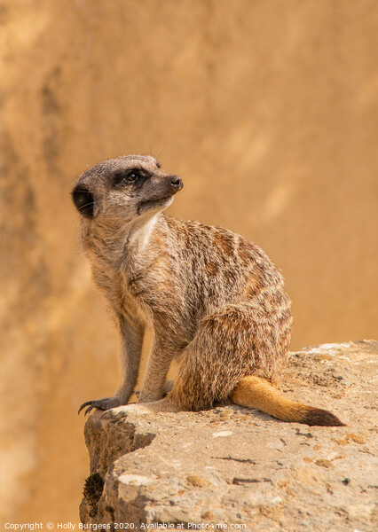 'African Meerkat: The Watchful Suricate' Picture Board by Holly Burgess